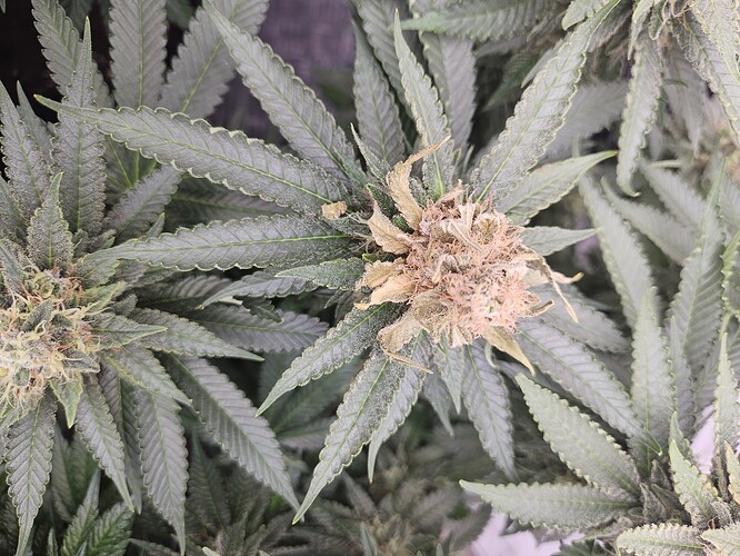 Growreport Bild 4