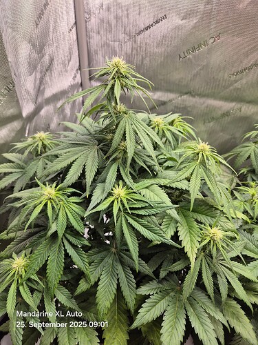 Growreport Bild 1