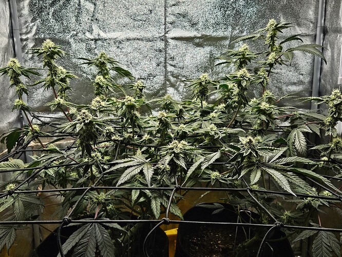 Growreport Bild 11