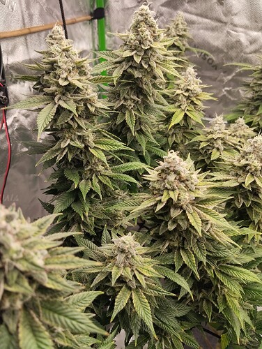 Growreport Bild 9