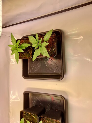 Growreport Bild 7