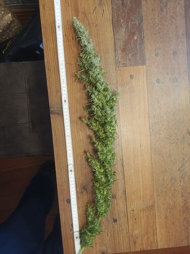 Growreport Bild 9