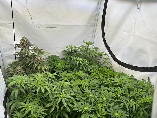 Growreport Bild 1