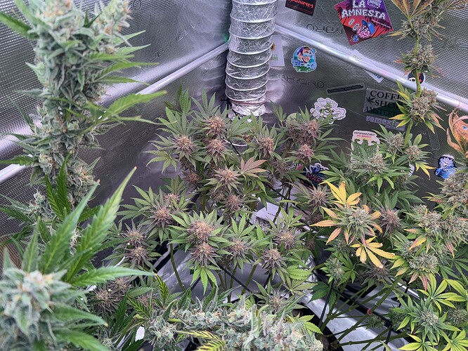 Growreport Bild 29