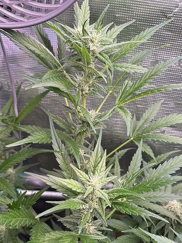 Growreport Bild 45