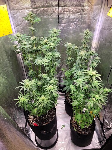 Growreport Bild 12