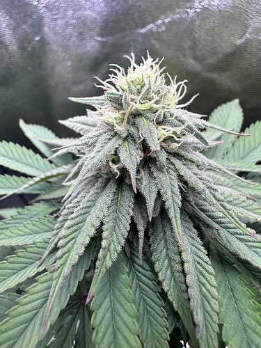 Growreport Bild 36