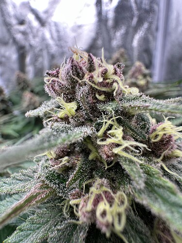 Growreport Bild 6