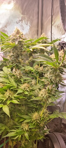 Growreport Bild 37