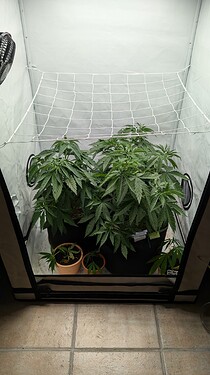 18. Juli ca. 3. woche