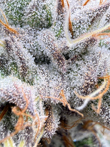 Growreport Bild 9