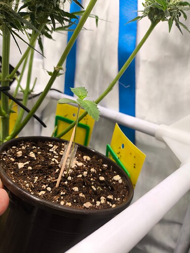 Growreport Bild 23