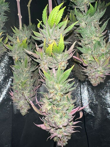 Growreport Bild 28