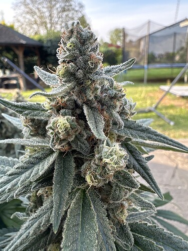 Growreport Bild 7
