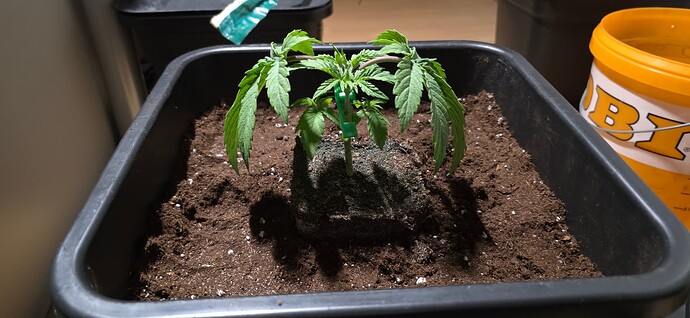 Growreport Bild 31
