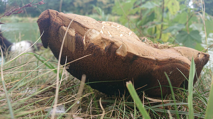 Pilz3