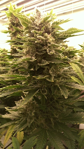Growreport Bild 4