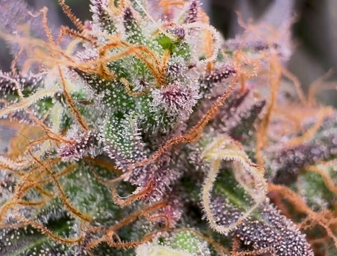 Growreport Bild 21