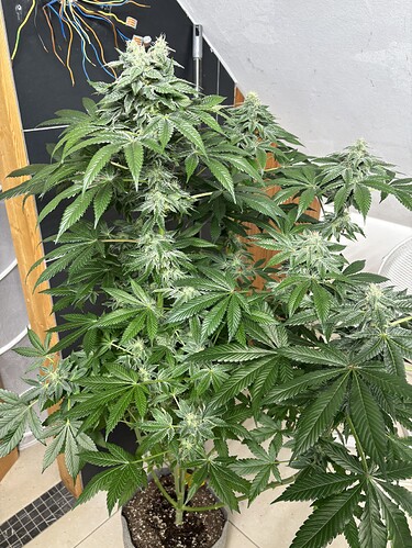 Growreport Bild 22