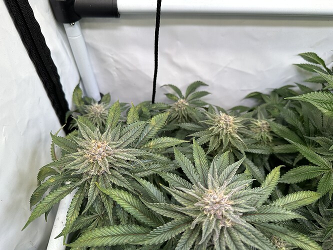 Growreport Bild 5