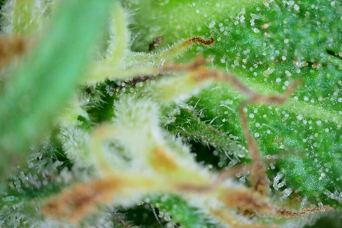 Grow25_1006_Trichome_EU_2