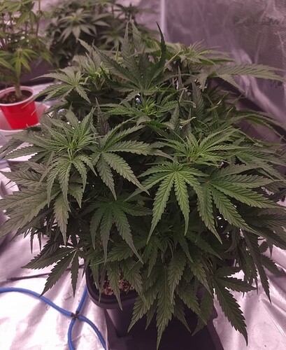 Growreport Bild 3