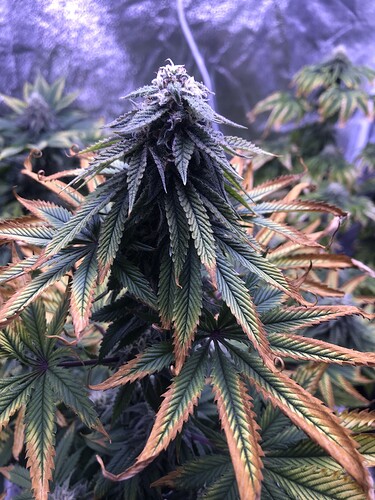 Growreport Bild 5
