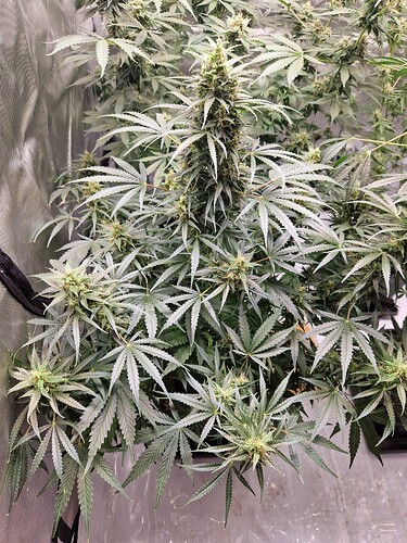 WhatsApp Bild 2024-06-03 um 20.05.24_e4bccf4c