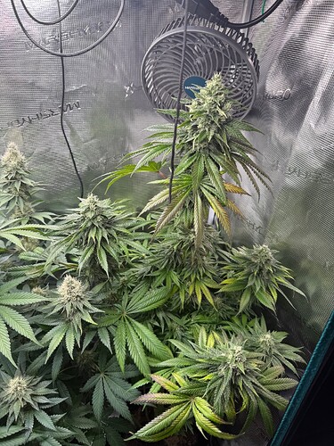 Growreport Bild 3