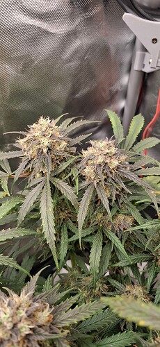 Growreport Bild 2