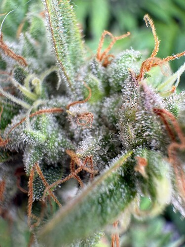Growreport Bild 20