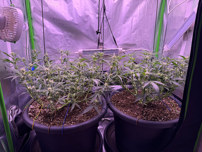 Growreport Bild 13