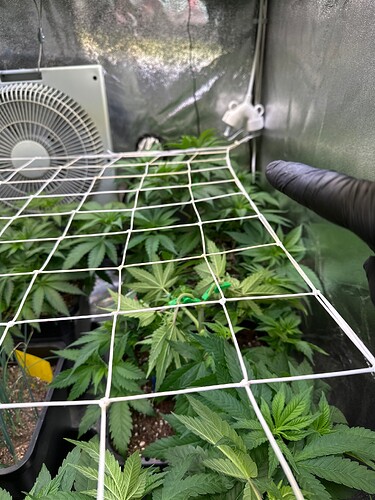 Growreport Bild 43