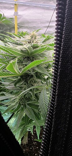 Growreport Bild 4