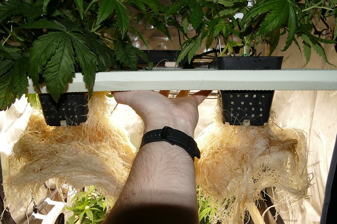 ETS_PT_VT38_Wurzeln_3