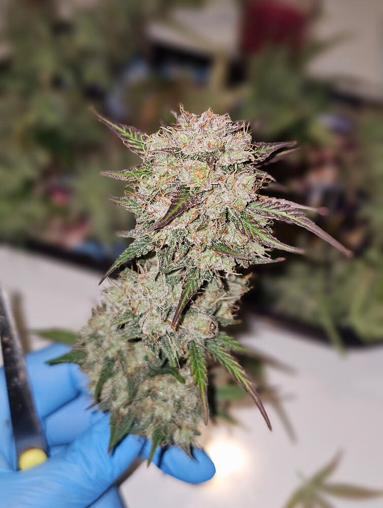 3 Gelato Green Autoflowering