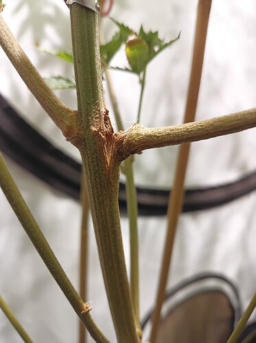 Growreport Bild 37