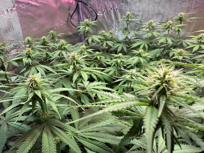 Growreport Bild 20