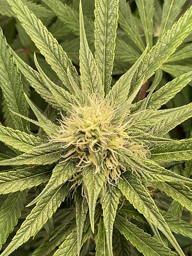 Growreport Bild 7