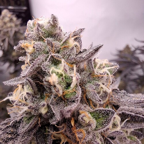 Growreport Bild 42
