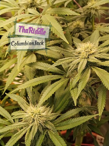 Growreport Bild 2