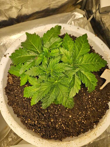 Growreport Bild 4