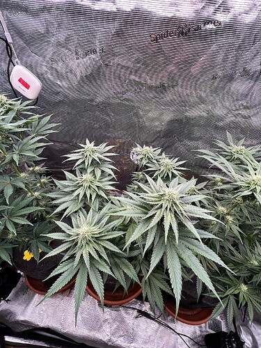 Growreport Bild 14
