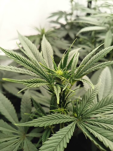 Growreport Bild 11