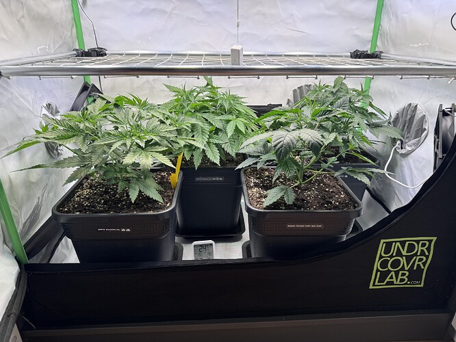 Growreport Bild 3