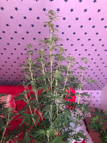 Growreport Bild 5