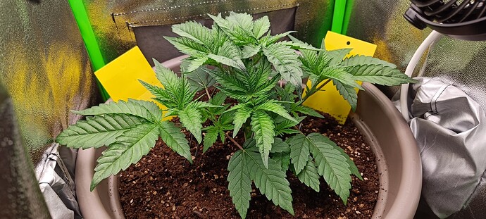Growreport Bild 13