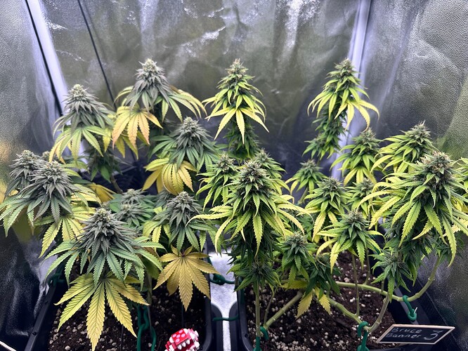 Growreport Bild 37