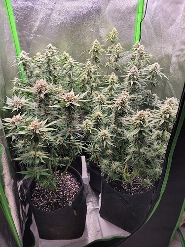 Growreport Bild 25