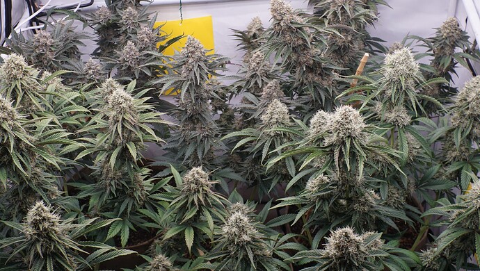 Growreport Bild 1